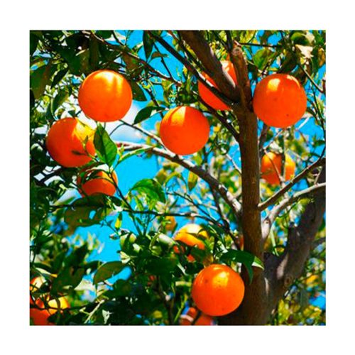 Naranja Dulce BIO - Imagen 2