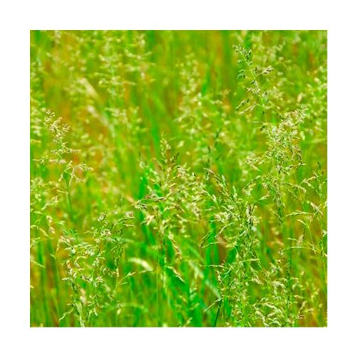 Palmarrosa - Imagen 2