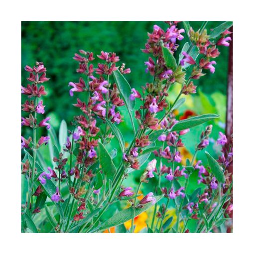 Salvia BIO - Imagen 2