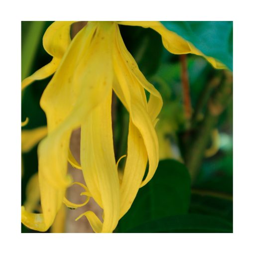 Ylang-Ylang - Imagen 2