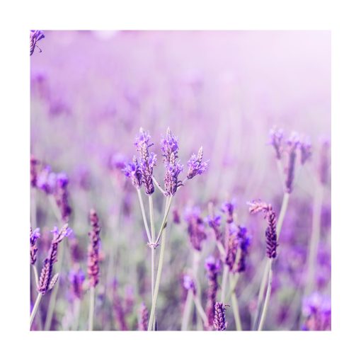 Lavanda Fina - Imagen 2