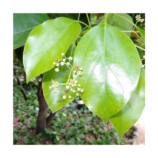 Ravinstara - Imagen 2