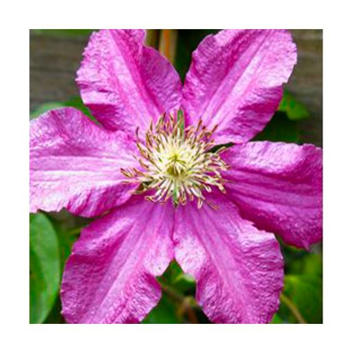 Clematis - Golden Bach - Star Essence - Imagen 2