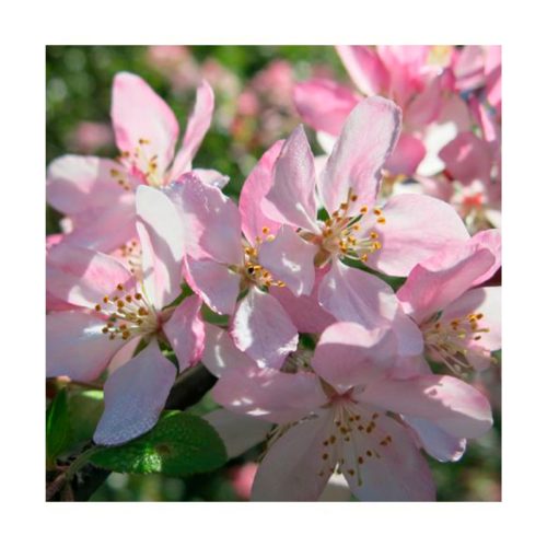 Crab Apple - Golden Bach - Star Essences - Imagen 2
