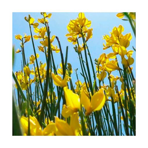 Gorse - Golden Bach - Star Essences - Imagen 2