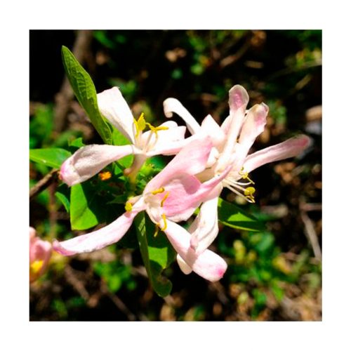 Honeysuckle - Golden Bach - Star Essence - Imagen 2