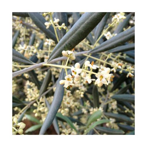 Olive - Golden Bach - Star Essences - Imagen 2