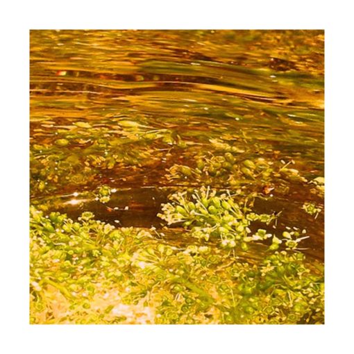 Vine - Golden Bach - Star Essence - Imagen 2