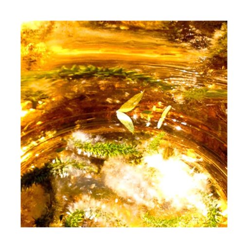 Willow - Golden Bach - Star Essence - Imagen 2