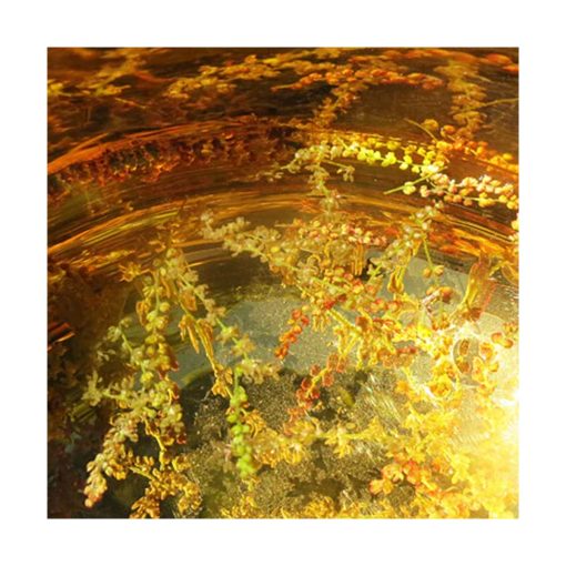 Oak - Golden Bach - Flores de Bach - Imagen 2