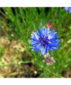 Chicory - Golden Bach - Star Essence