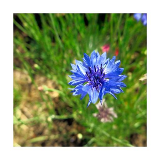 Chicory - Golden Bach - Star Essence