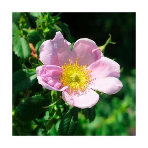 California Wild Rose Golden Bach - Star Essence