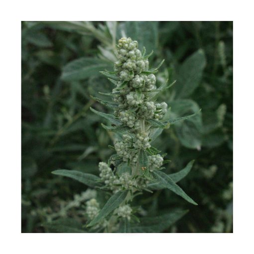 Mugwort (Artemisa) - Imagen 2