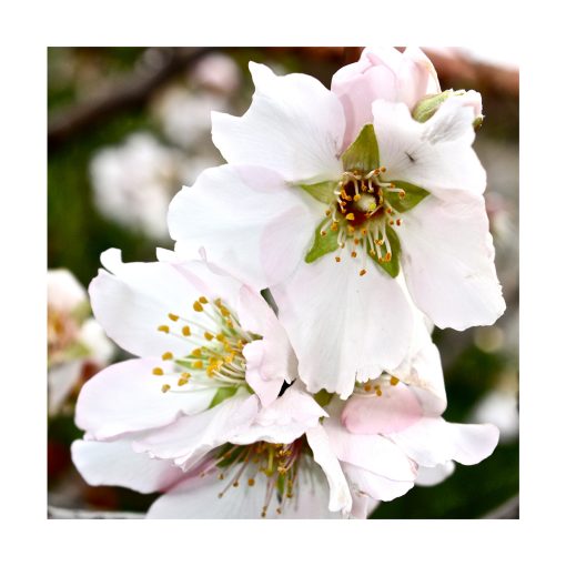 Almond (Almendra) - Imagen 2