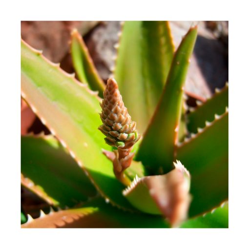 Aloe Vera - Imagen 2