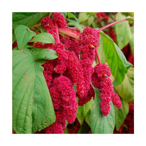 Amaranthus (Amaranto) - Imagen 2