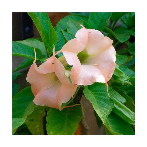 Angel's Trumpet (Trompeta del Ángel) - Imagen 2