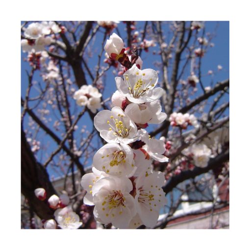 Apricot (Damasco) - Imagen 2