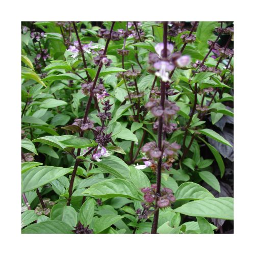 Basil (Albahaca) - Imagen 2
