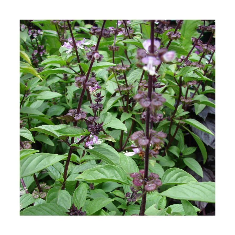 Basil (Albahaca) - Imagen 2