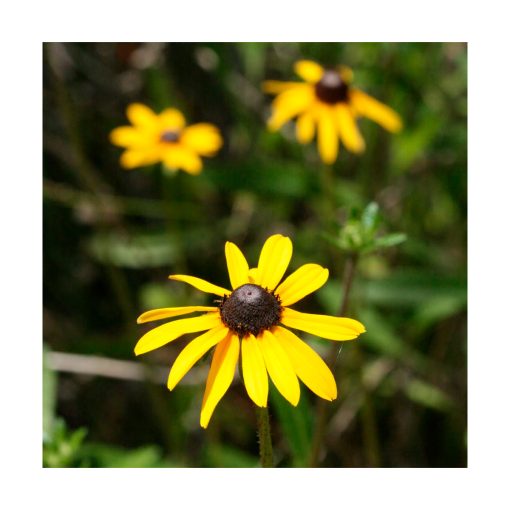 Black-Eyed Susan (Susana de ojos negros) - Imagen 2