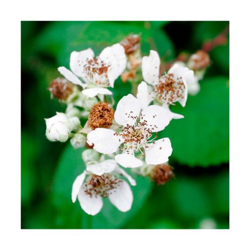 Blackberry (Mora) - Imagen 2