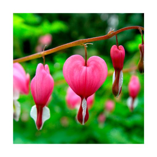 Bleeding Heart (Corazón sangrando) - Imagen 2