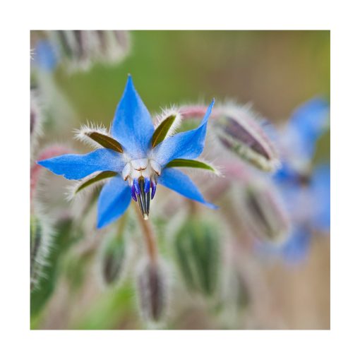 Borage (Borraja) - Imagen 2
