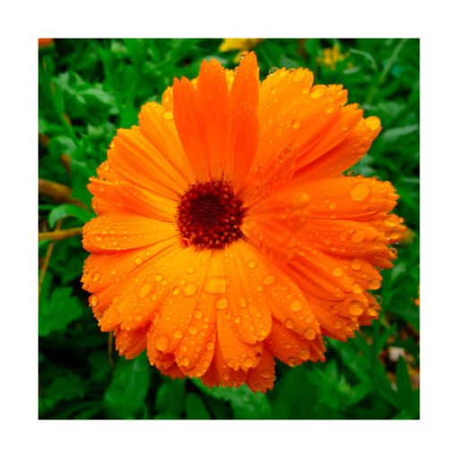Calendula (Caléndula) - Imagen 2