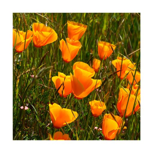 California Poppy (Amapola de California) - Imagen 2