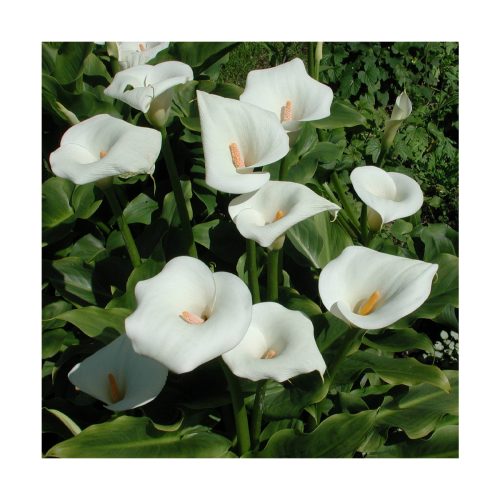 Calla Lily (Calla Lirio) - Imagen 2