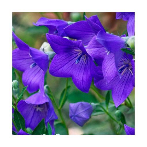 Campanula (Campánula) - Imagen 2