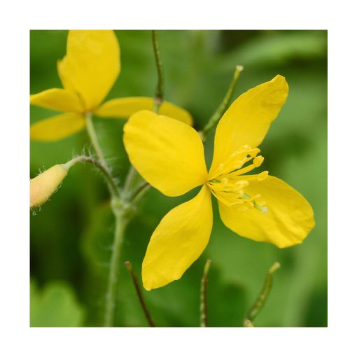 Celandine (Celidonia) - Imagen 2