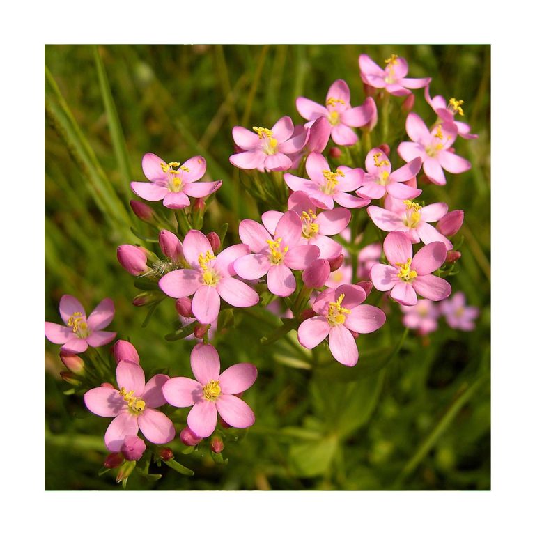 Centaury - Flores de Bach - Imagen 2