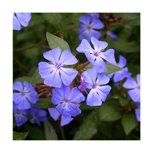 Cerato - Flores de Bach - Imagen 2