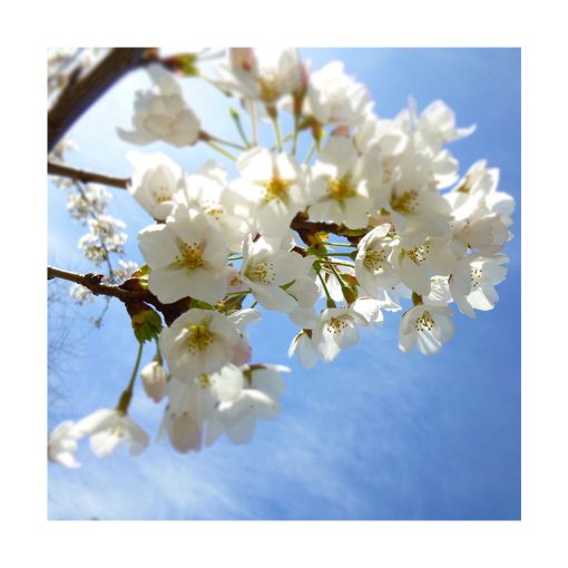 Cherry Plum - Flores de Bach - Imagen 2