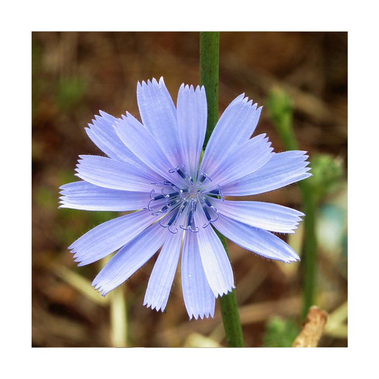 Chicory - Flores de Bach - Imagen 2
