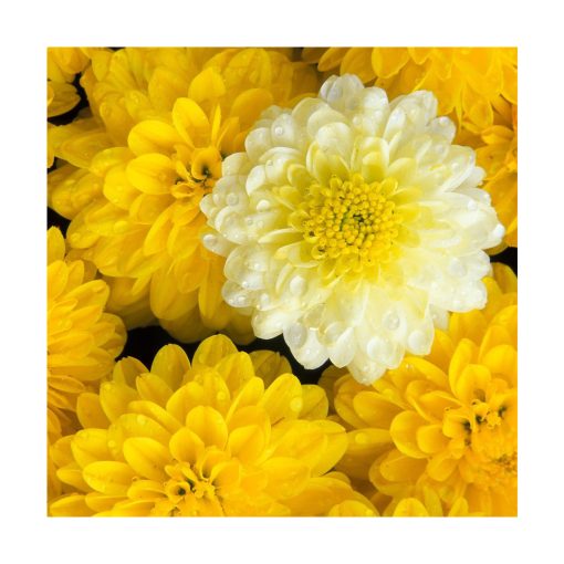 Chrysanthemum (Crisantemo) - Imagen 2