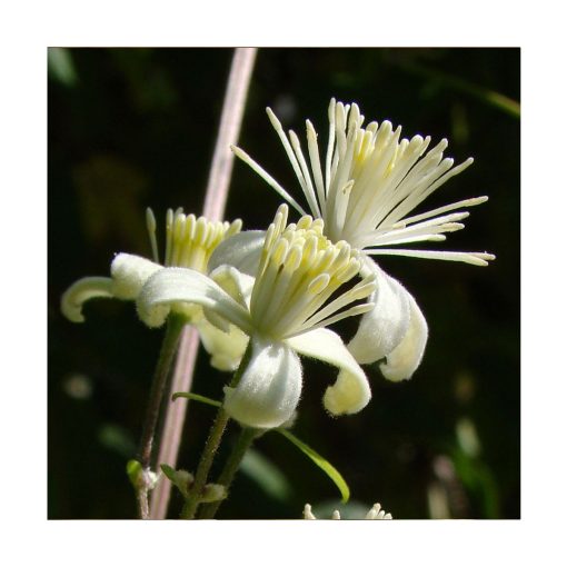 Clematis - Flores de Bach - Imagen 2