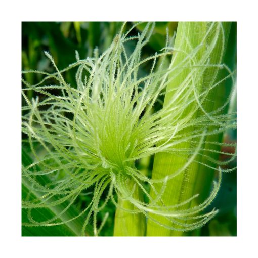 Corn (Maíz) - Imagen 2