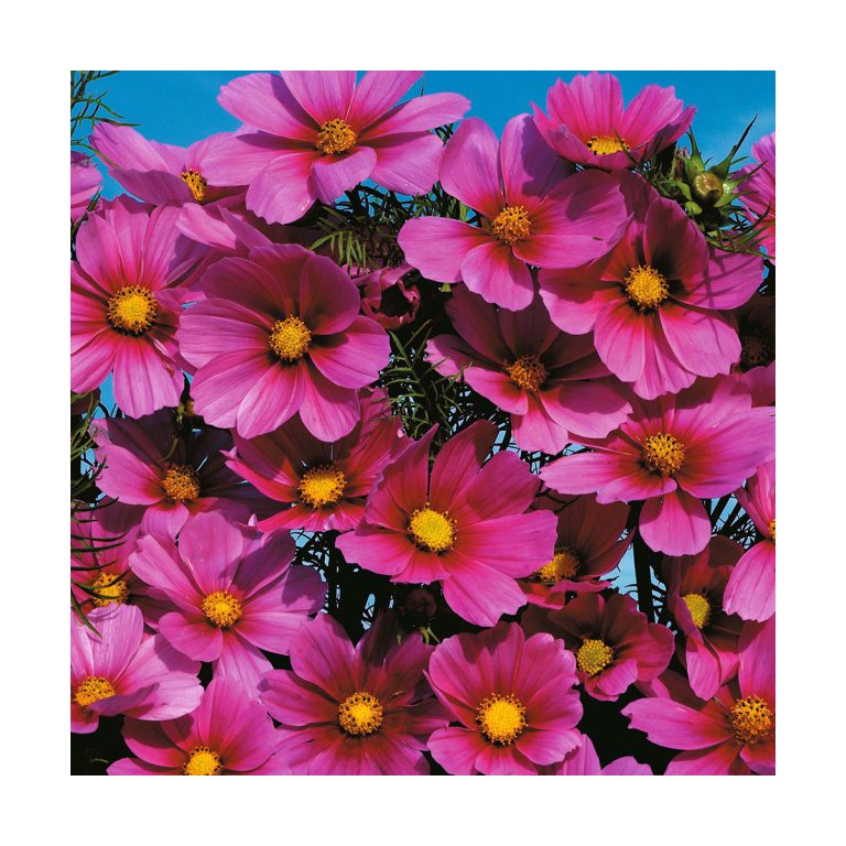 Cosmos - Imagen 2