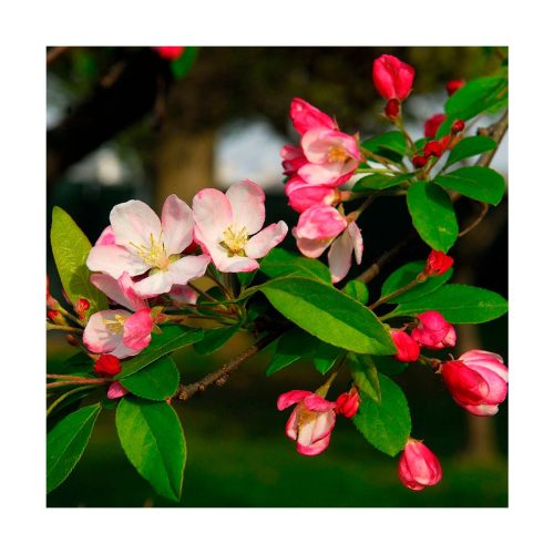 Crab Apple - Flores de Bach - Imagen 2