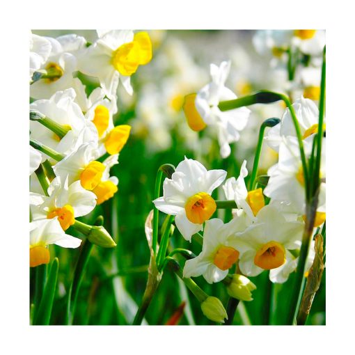 Daffodil (Narciso) - Imagen 2