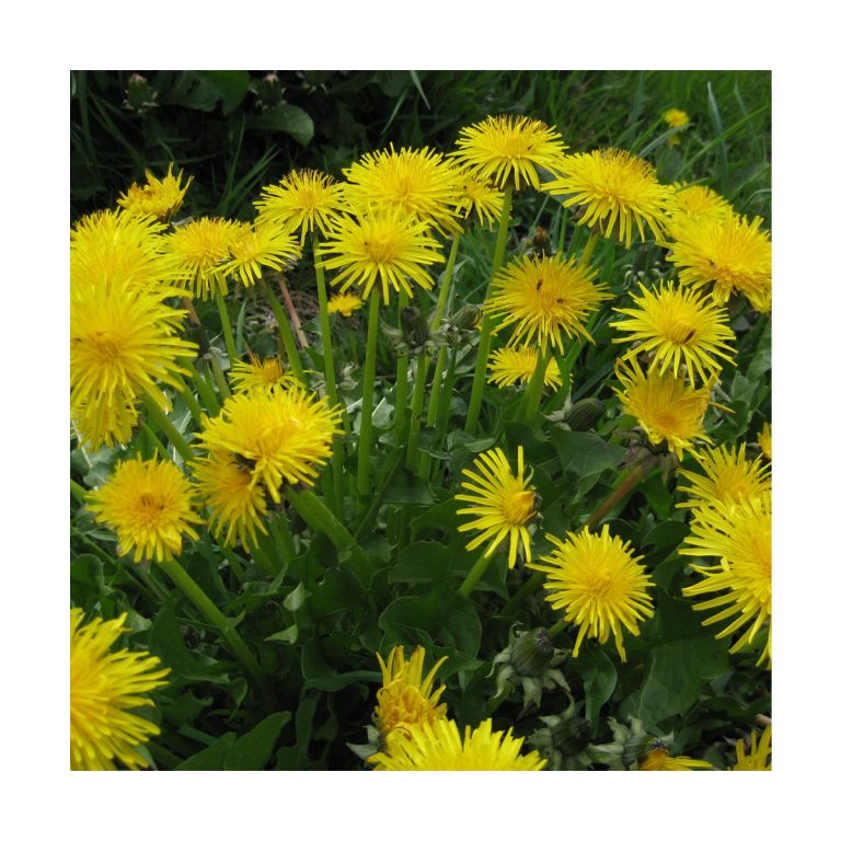 Dandelion (Diente de León) - Imagen 2