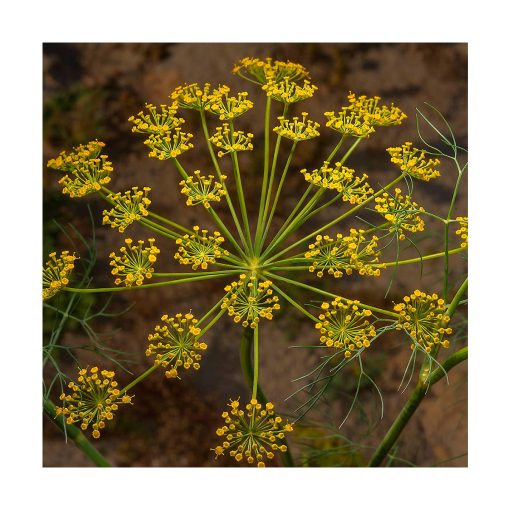 Dill (Eneldo) - Imagen 2