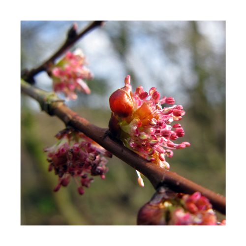 Elm - Flores de Bach - Imagen 2