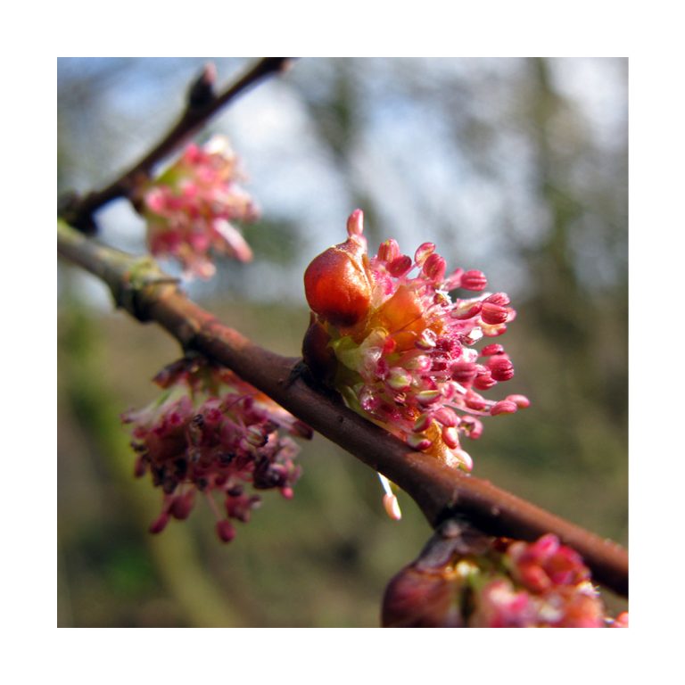 Elm - Flores de Bach - Imagen 2