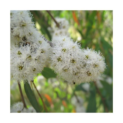 Eucalyptus (Eucalipto) - Imagen 2