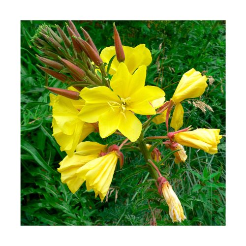 Evening Primrose (Onagra) - Imagen 2